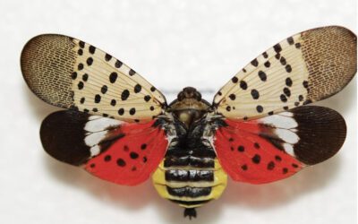 Spotted Lanternfly