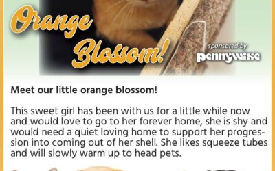 BC SPCA Pet of the Week – Orange Blossom