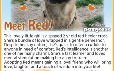 BC SPCA Pet of the Week | Red